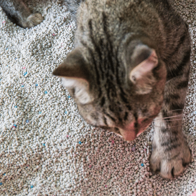 cat pawing and peeing in a litter box