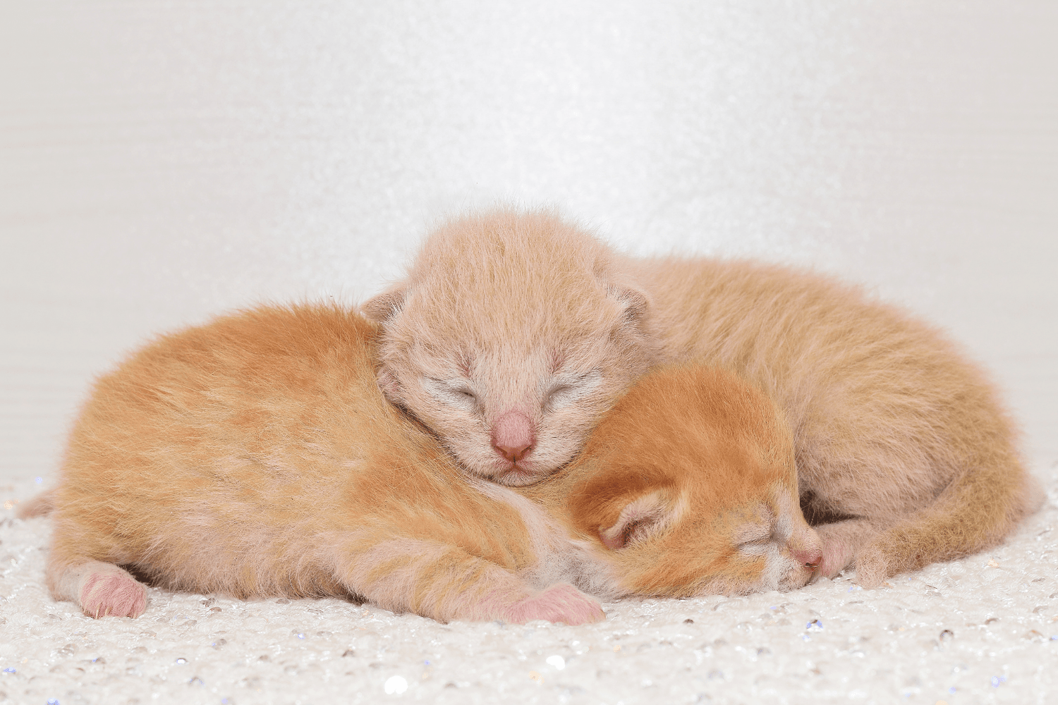 Tiny ginger kittens snuggling peacefully