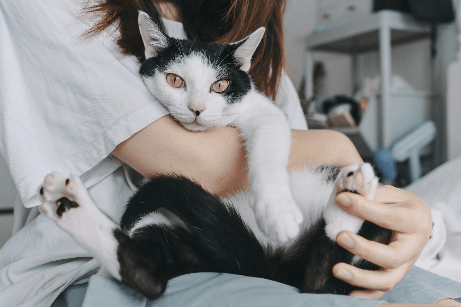 Black and white cat lounging in a person’s arms