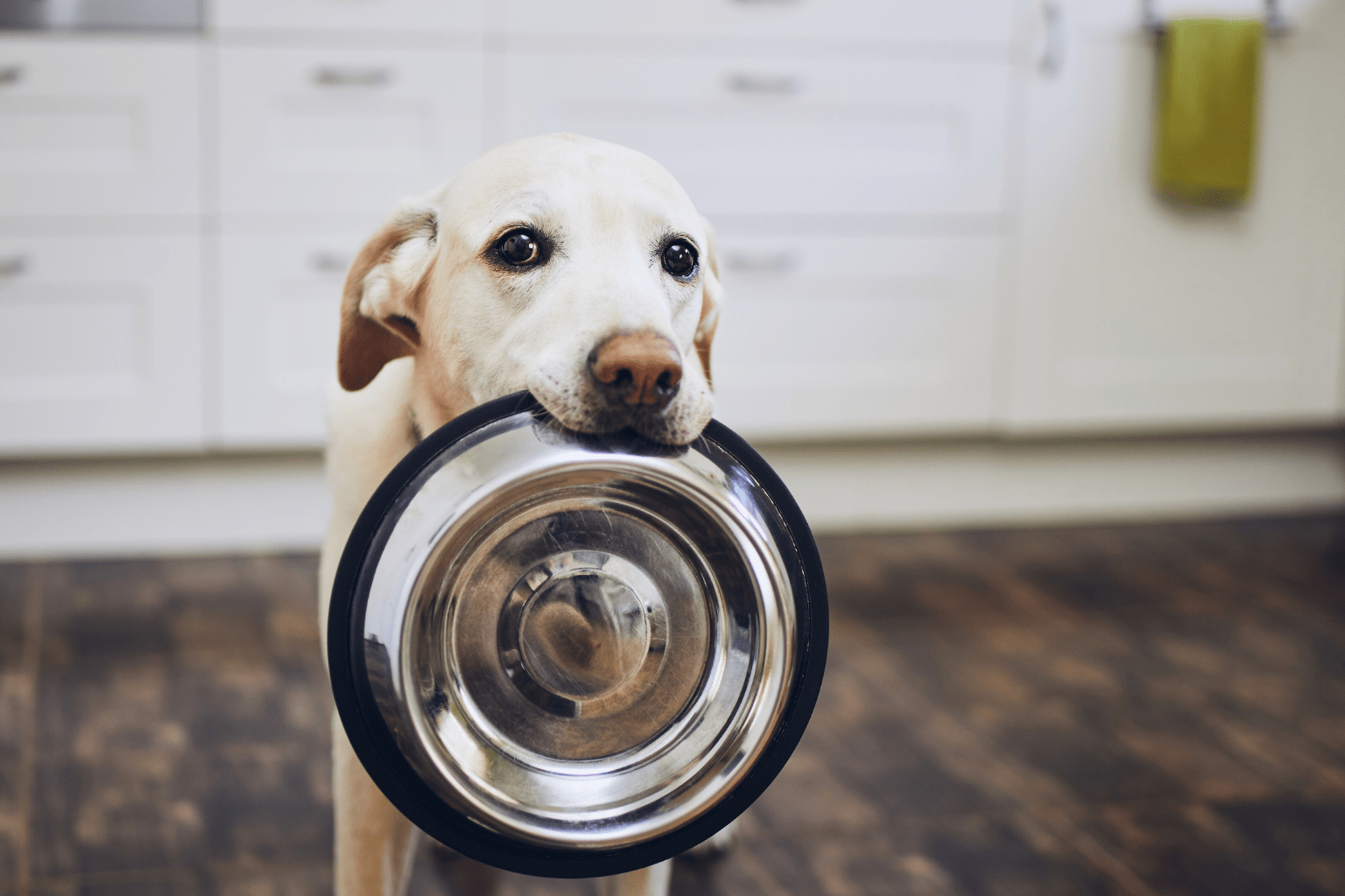A yellow Labrador holding an empty food bowl in its mouth