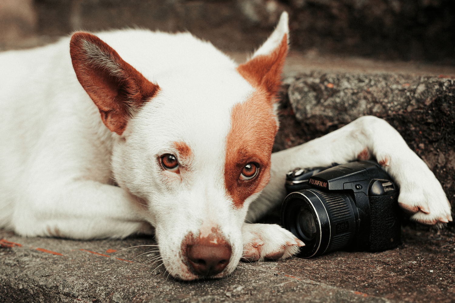 White and brown dog lying beside a camera, gazing softly