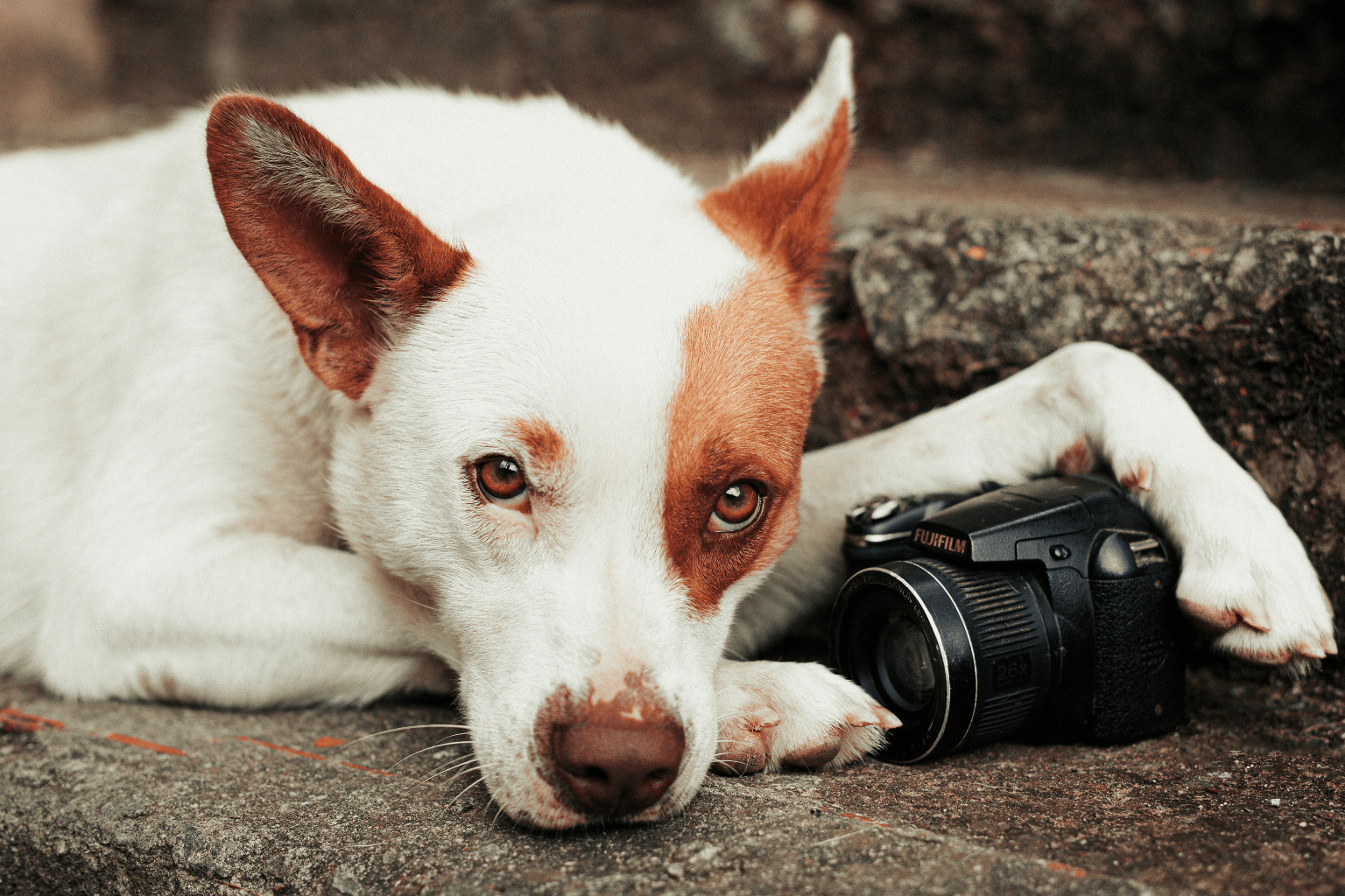White and brown dog lying beside a camera, gazing softly
