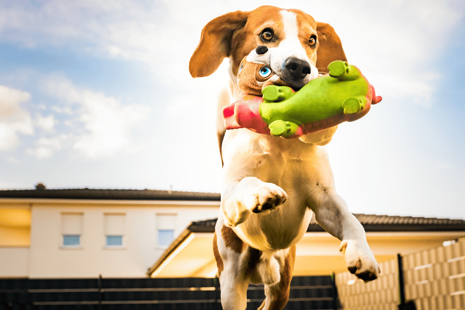 Beagle jumping while carrying a green squeaky toy