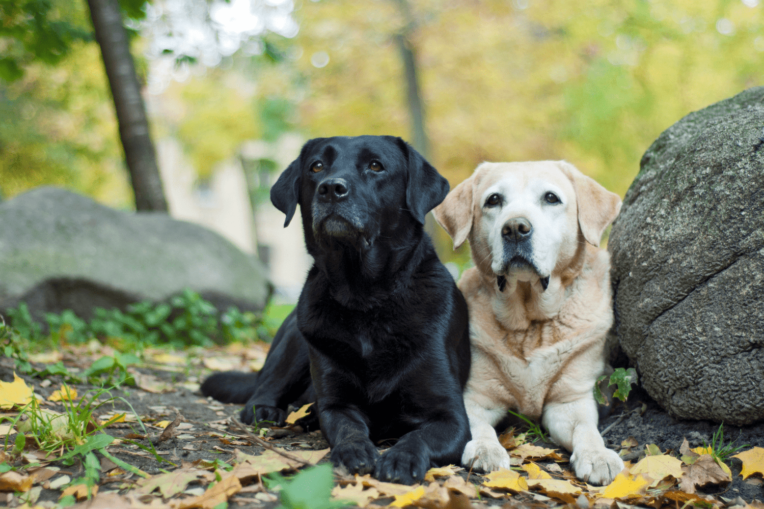 A black and a yellow Labrador lying side by side outdoors