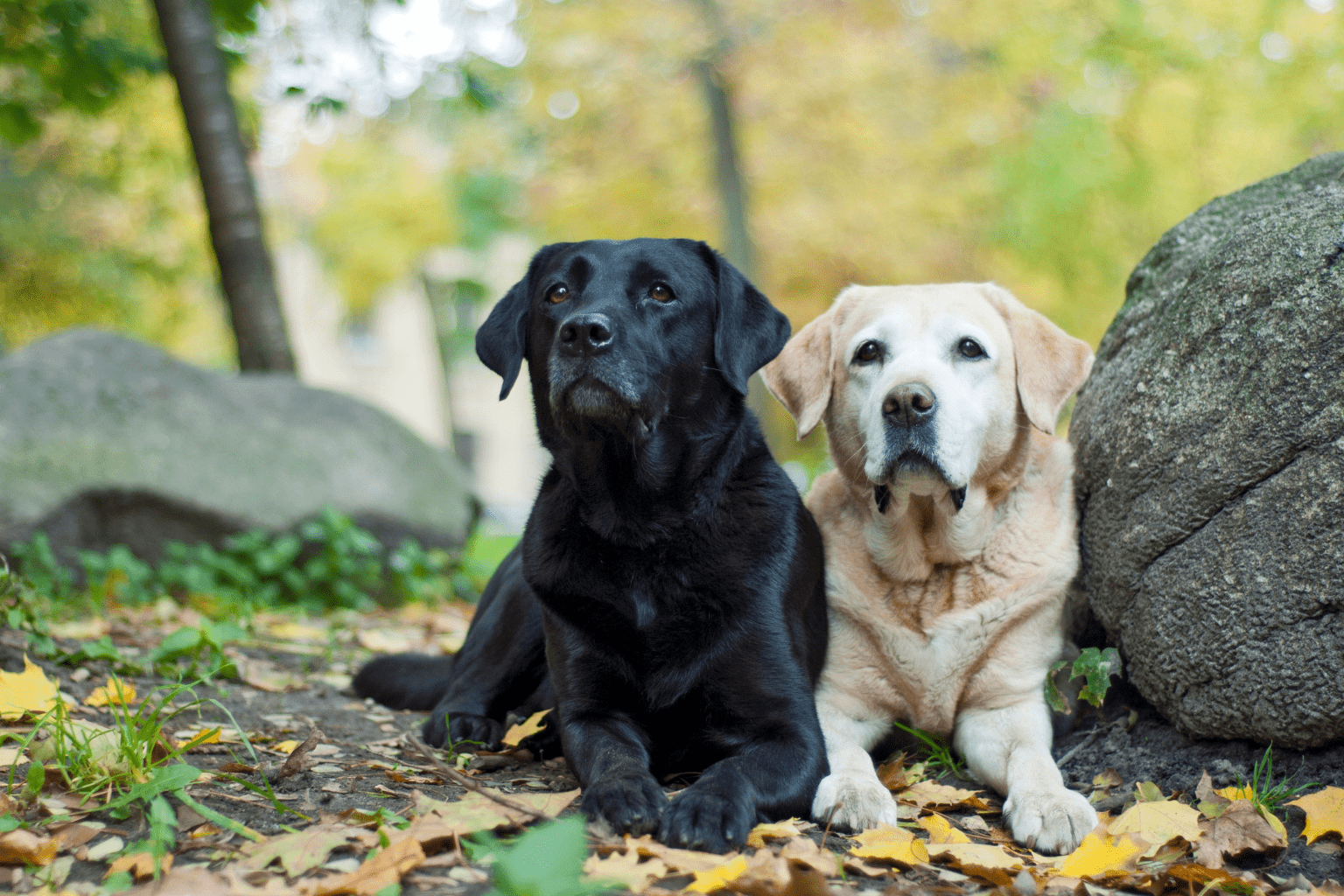 A black and a yellow Labrador lying side by side outdoors