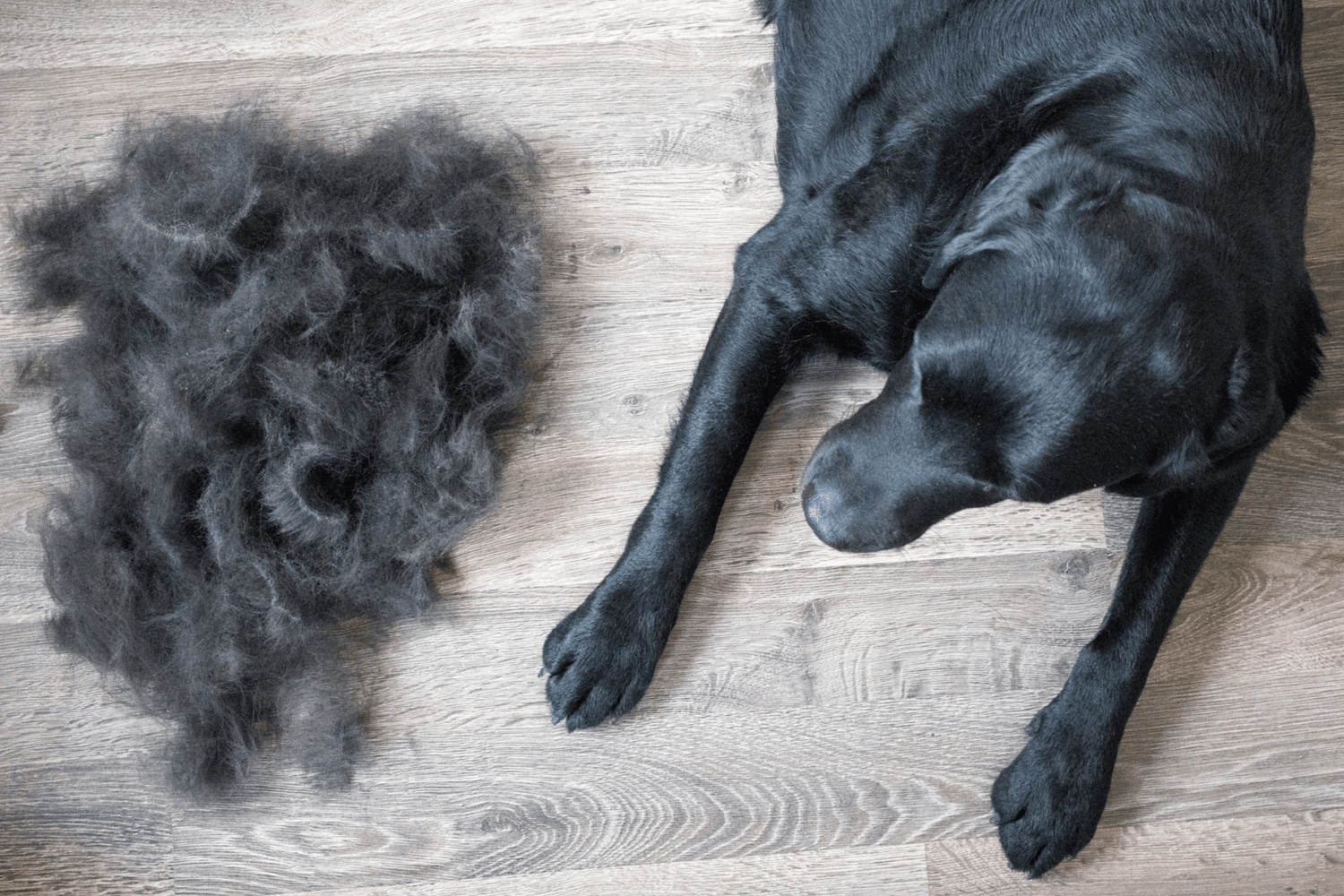 A black dog lies beside a large pile of its shed fur on the wooden floor