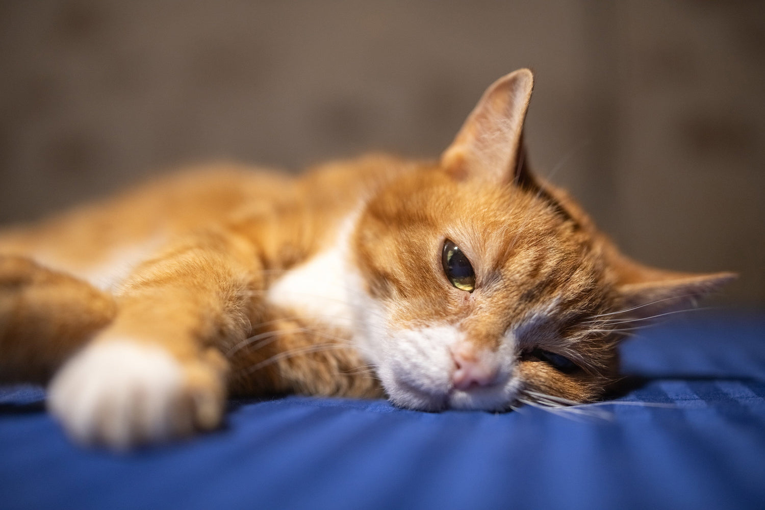 Cat lying down sad Asthma