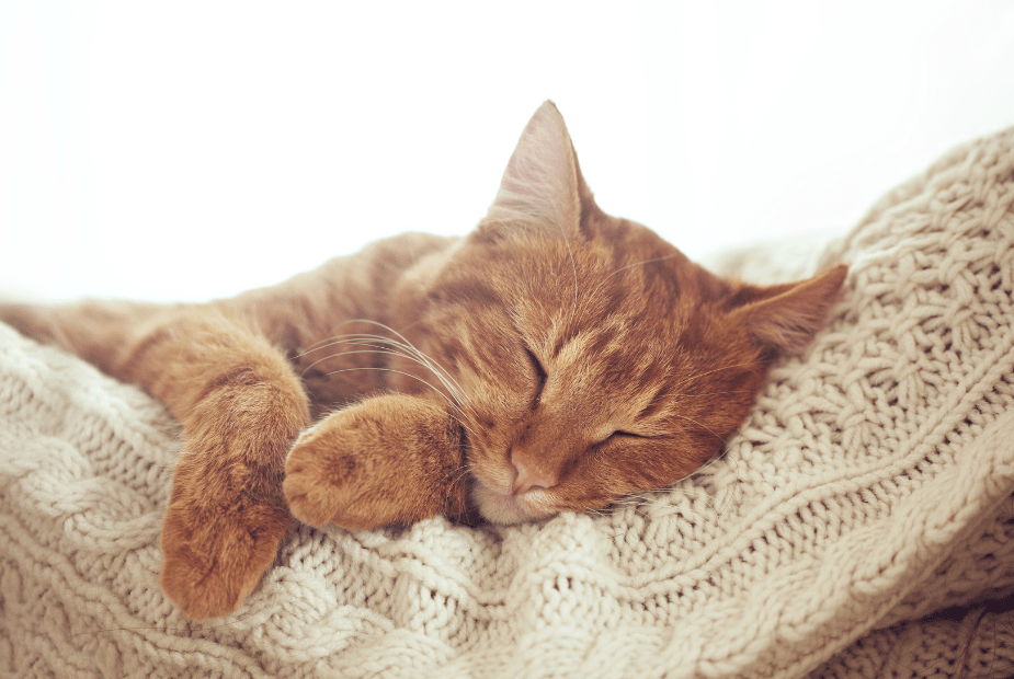 Cat lying in a soft knitted blanket