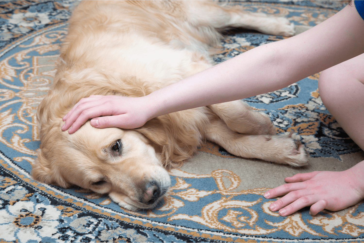 Dog Meningitis Symptoms: Holistic Care & Hope Guide