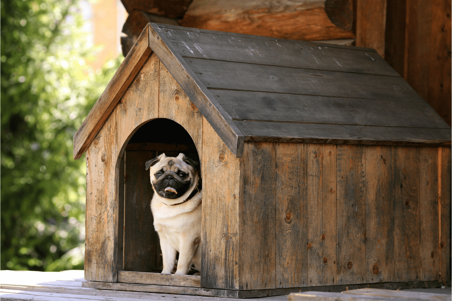 Dog Outside Living: Essential Safety & Comfort Tips