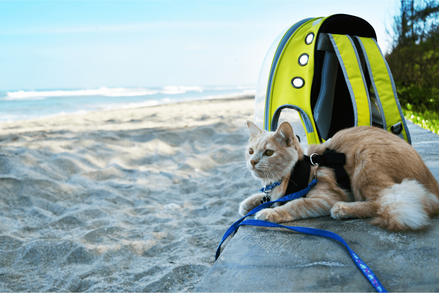 Cats and Traveling: Complete Guide to Stress-Free Trips
