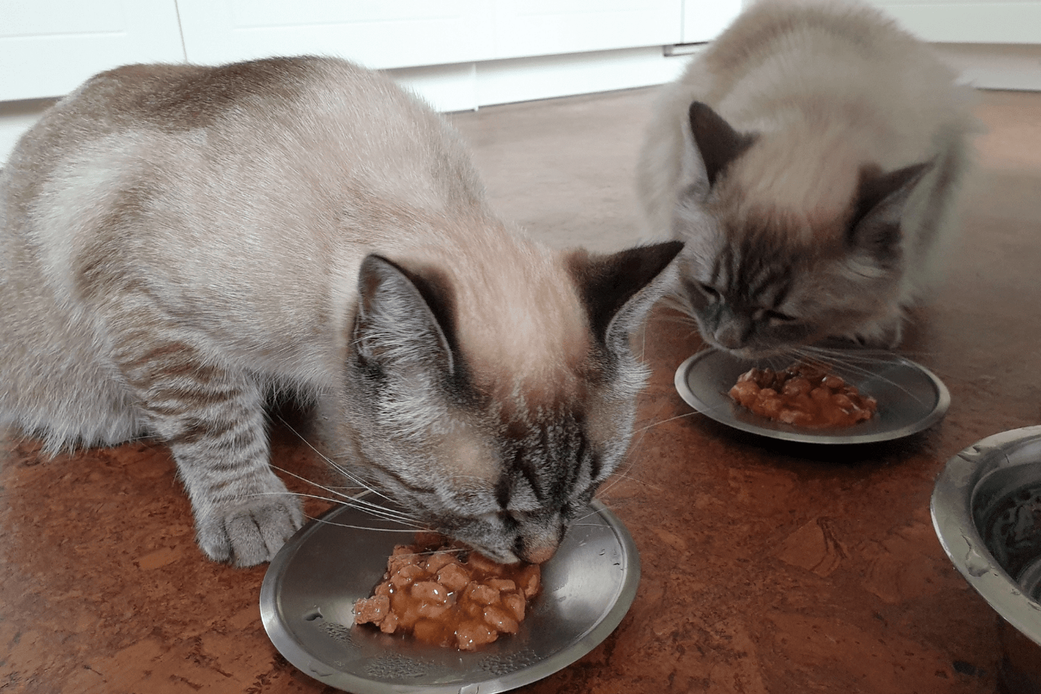 What Is The Best Wet Cat Food? 2025 Guide