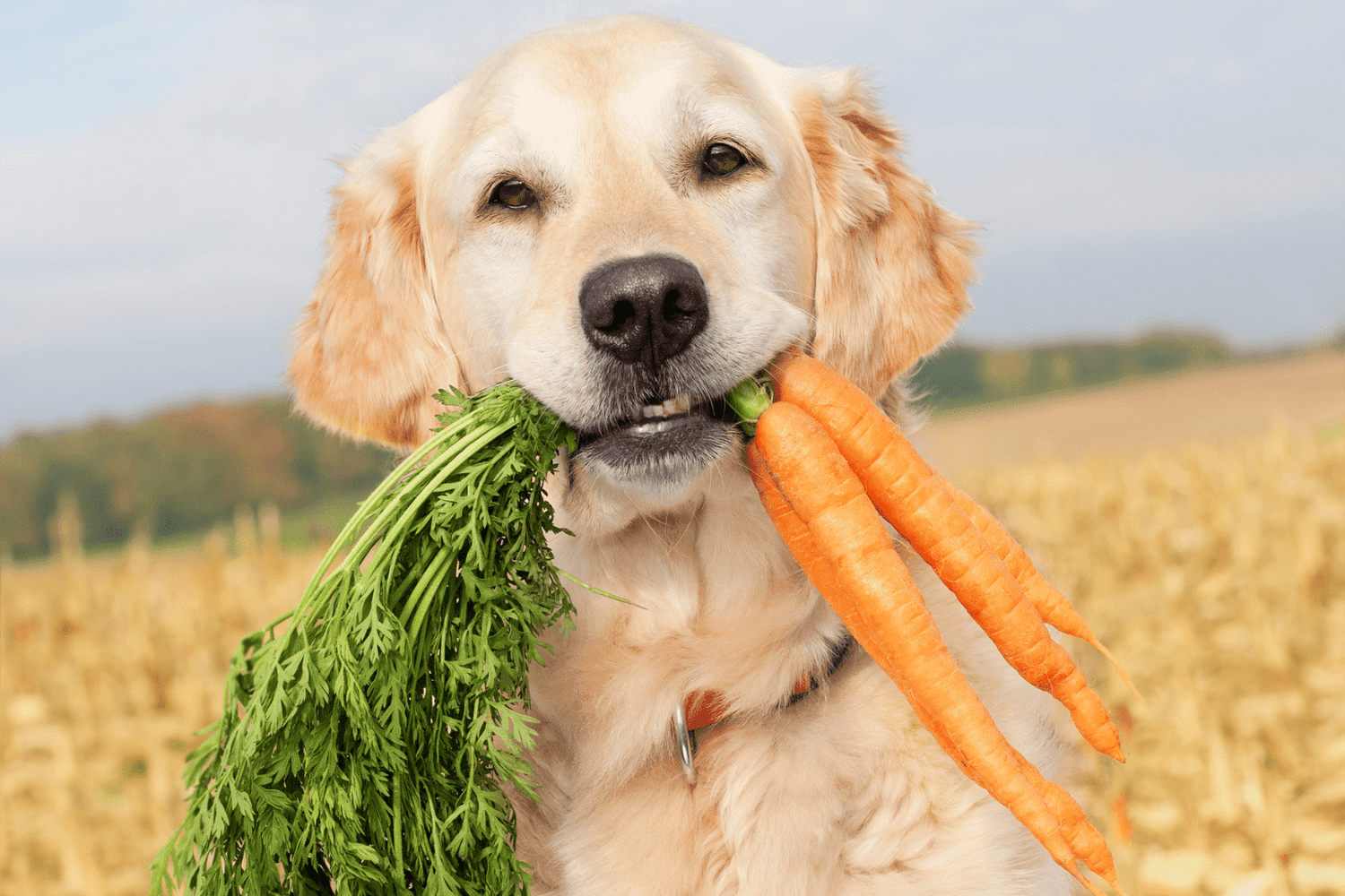 Fibre in Dog Food: Essential Types and Safe Sources