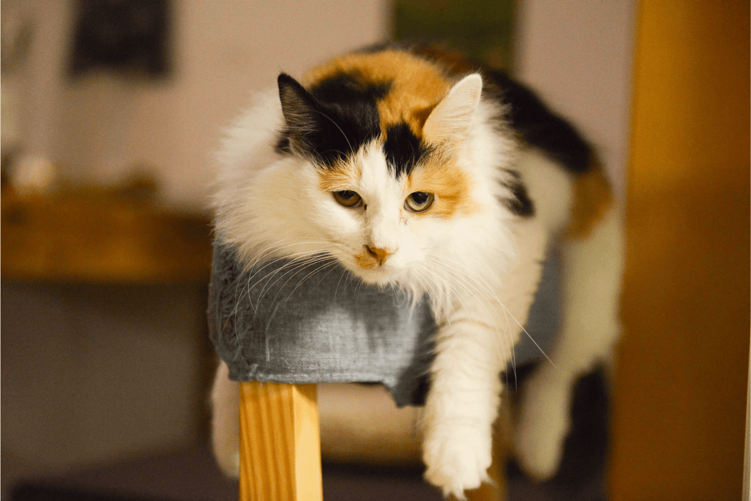 Cat Weird Actions Explained: When to Worry vs. Relax