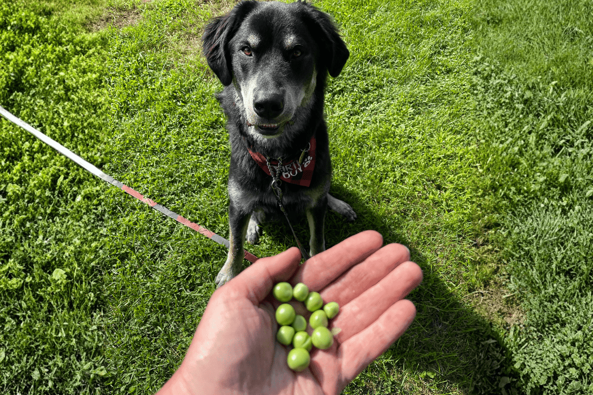 Beautiful view of Holistic Animal Feeding With Peas And Carrots