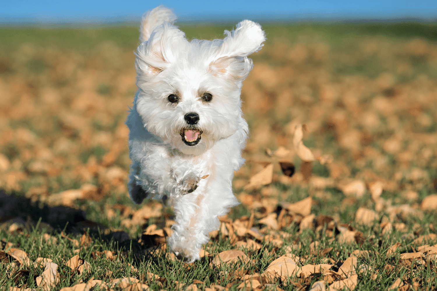 Maltese dog joyfully running across a grassy field covered with autumn leaves.