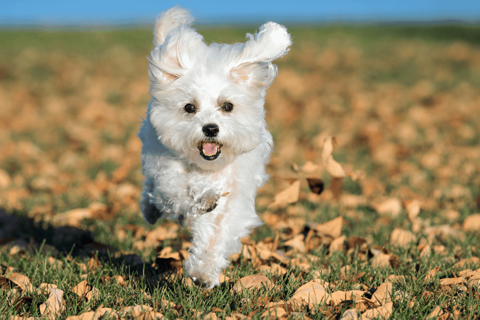 Maltese dog joyfully running across a grassy field covered with autumn leaves.