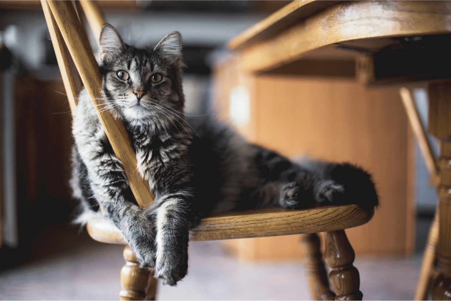 Cat and Liver Disease: Signs, Causes & Natural Healing