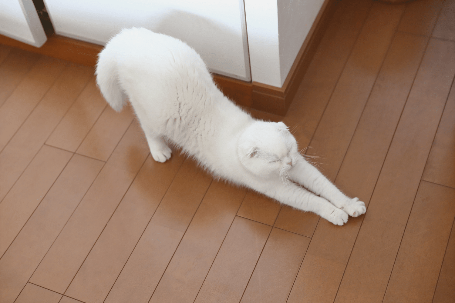 Workout Cat: Ultimate Guide to Feline Exercise & Health
