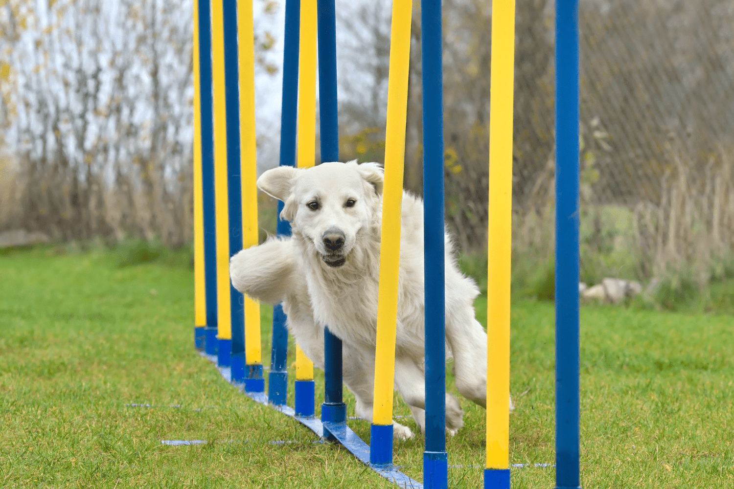 Sports Dogs: Natural Wellness & Training Guide