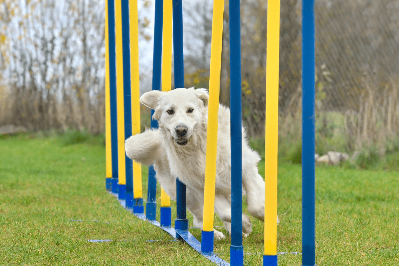 Sports Dogs: Natural Wellness & Training Guide