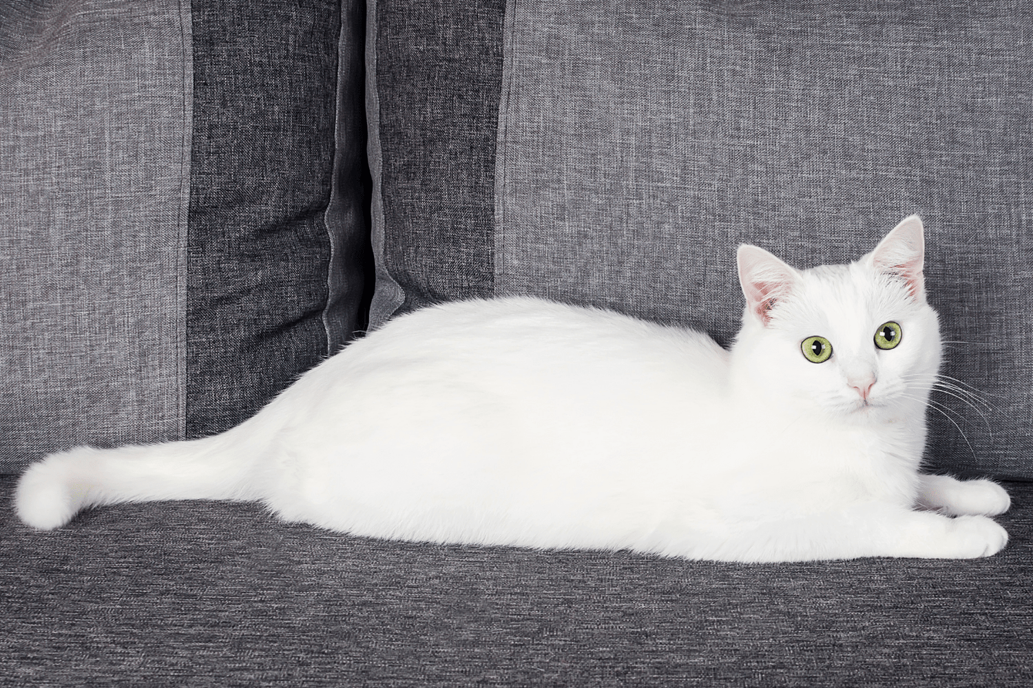 Cats Cleanliness: Complete Natural Care Guide