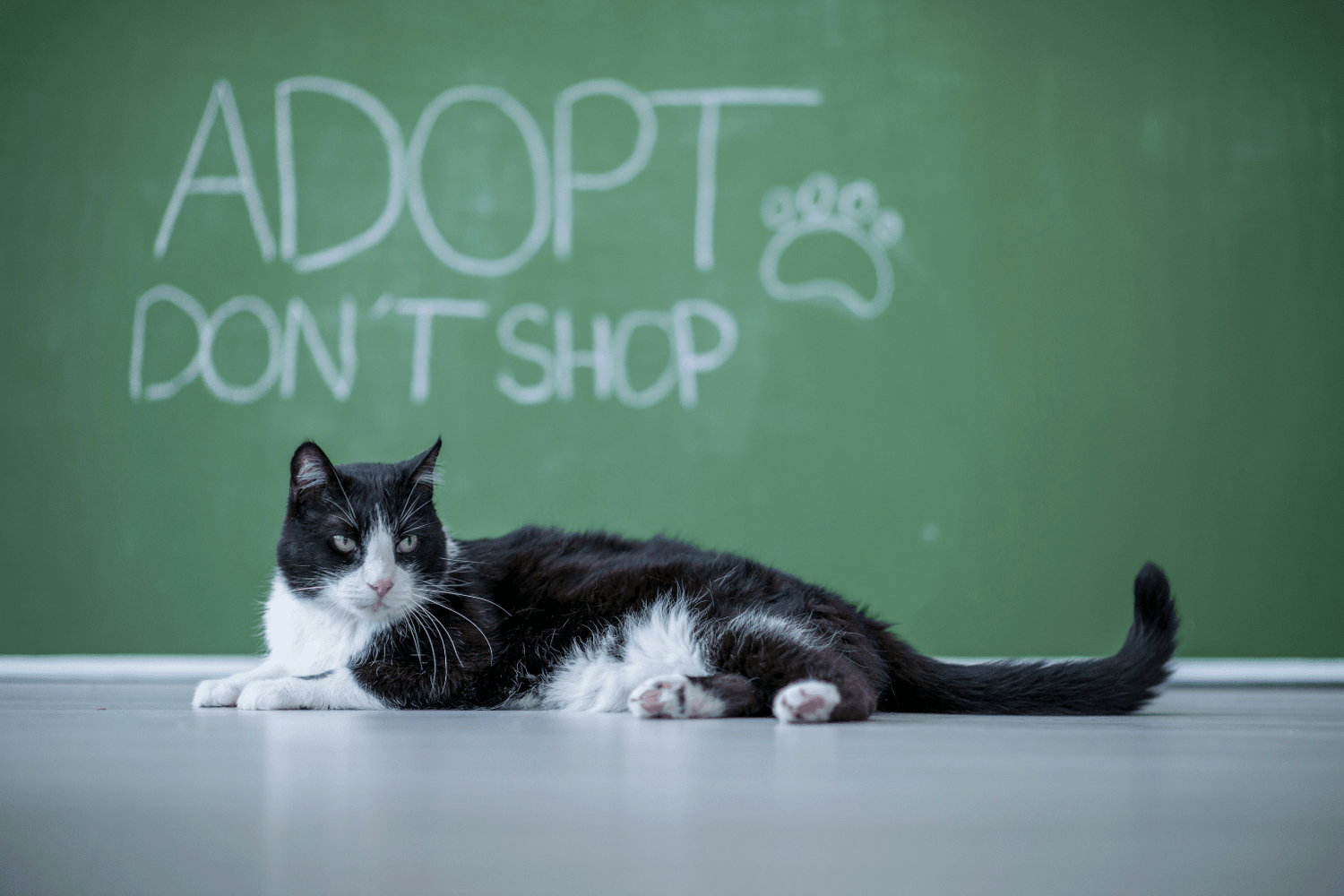 Cat Adoption Checklist: Complete Guide to Welcoming Cats