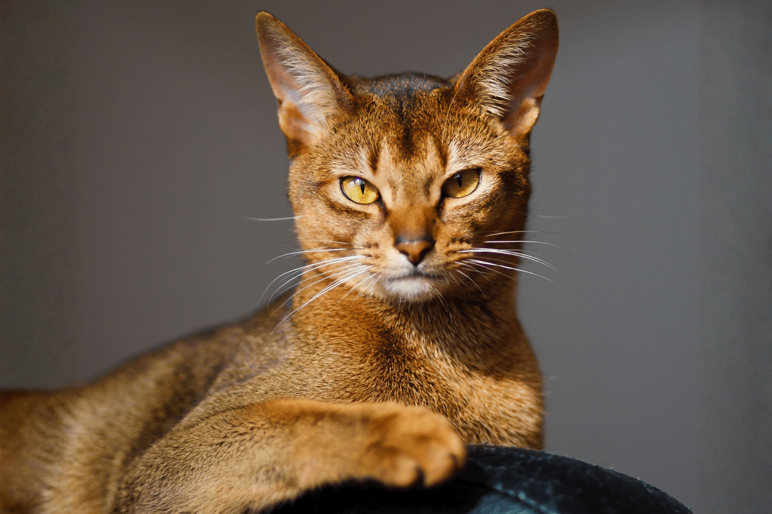 Cat Food Crude Protein: Complete Guide for Pet Parents