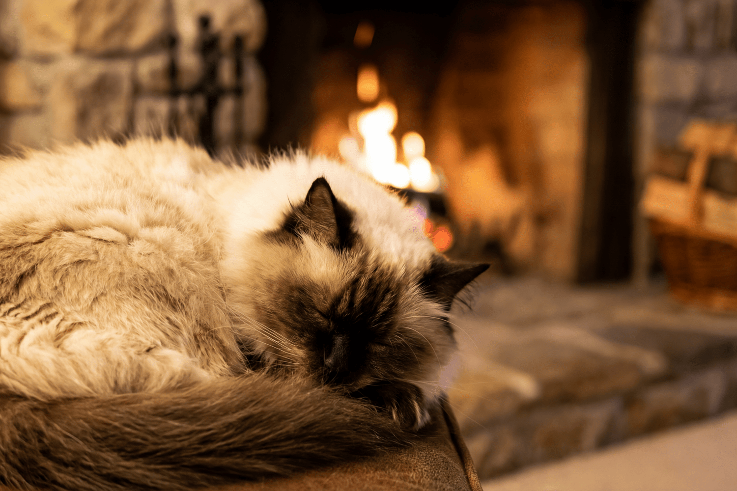 Hypothyroidism Treatment for Cats: Complete Guide