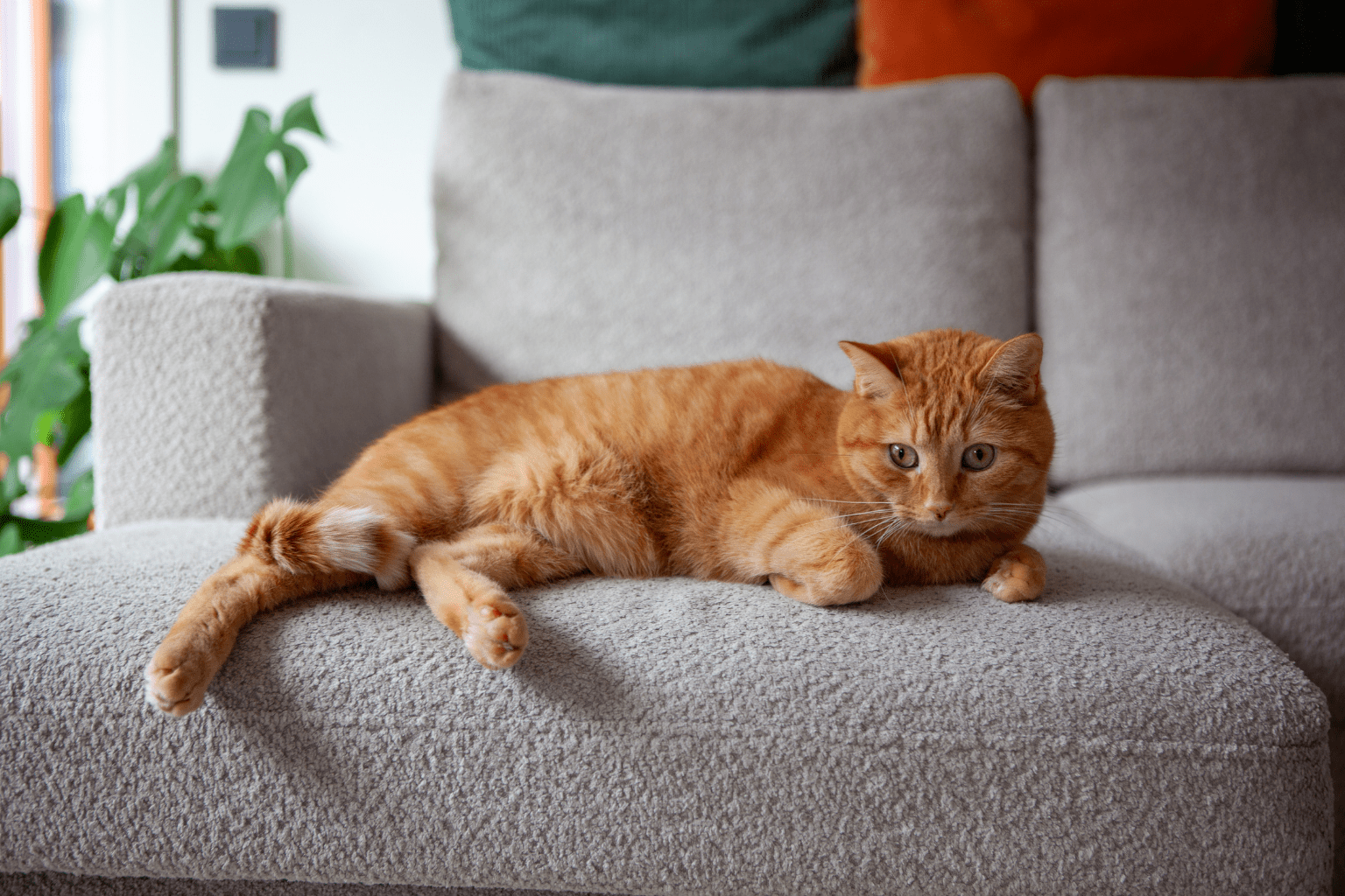 Cat Upper Respiratory Tract Infection Recovery Tips