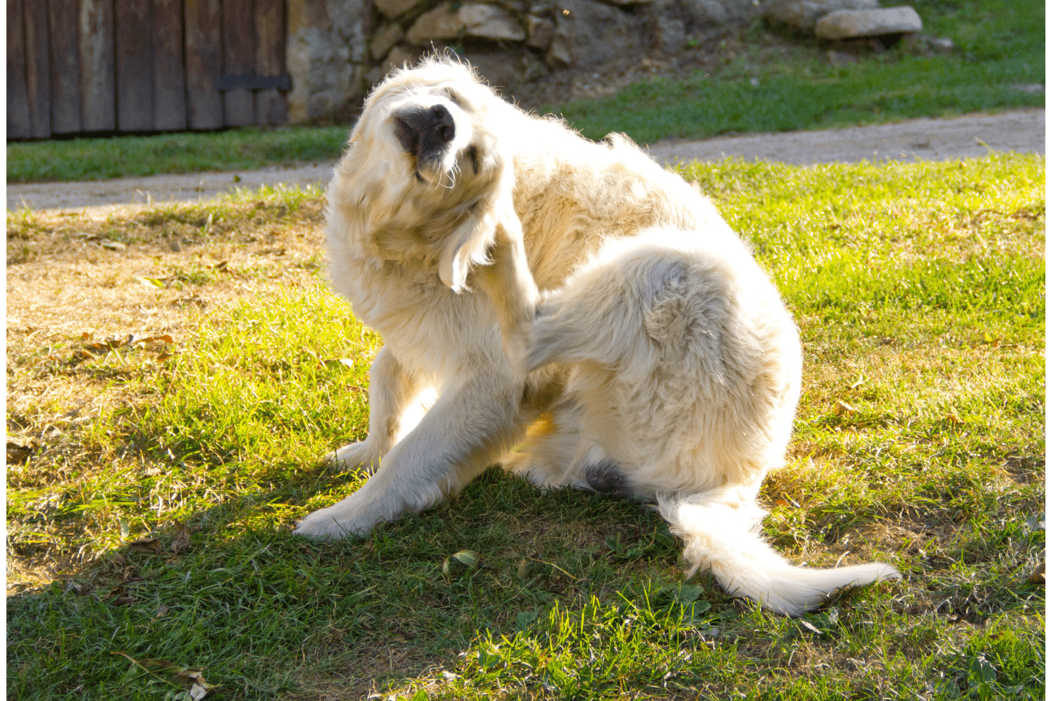 Remedies For Dog Scratching: Natural Relief Guide