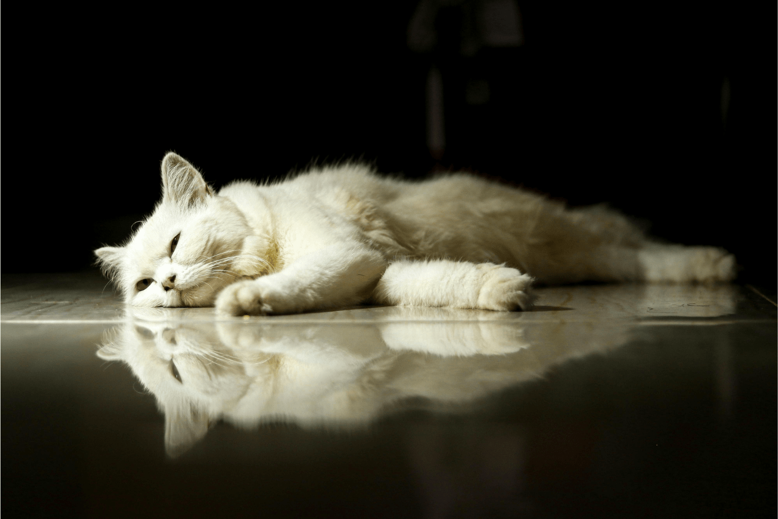 Cat Constipation Signs & Gentle Home Remedies