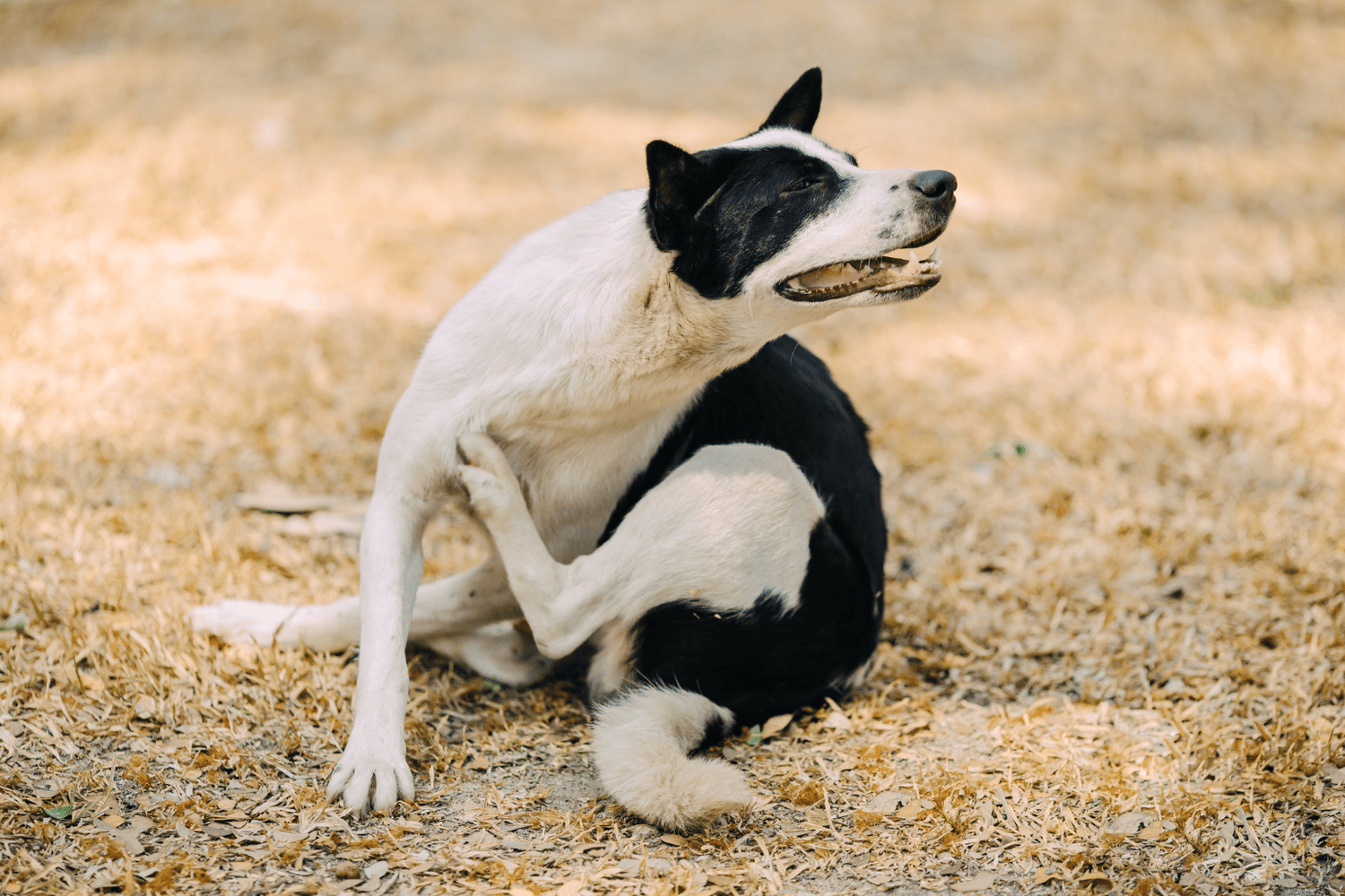 Proven Remedies for Itchy Dogs (Gentle & Effective)