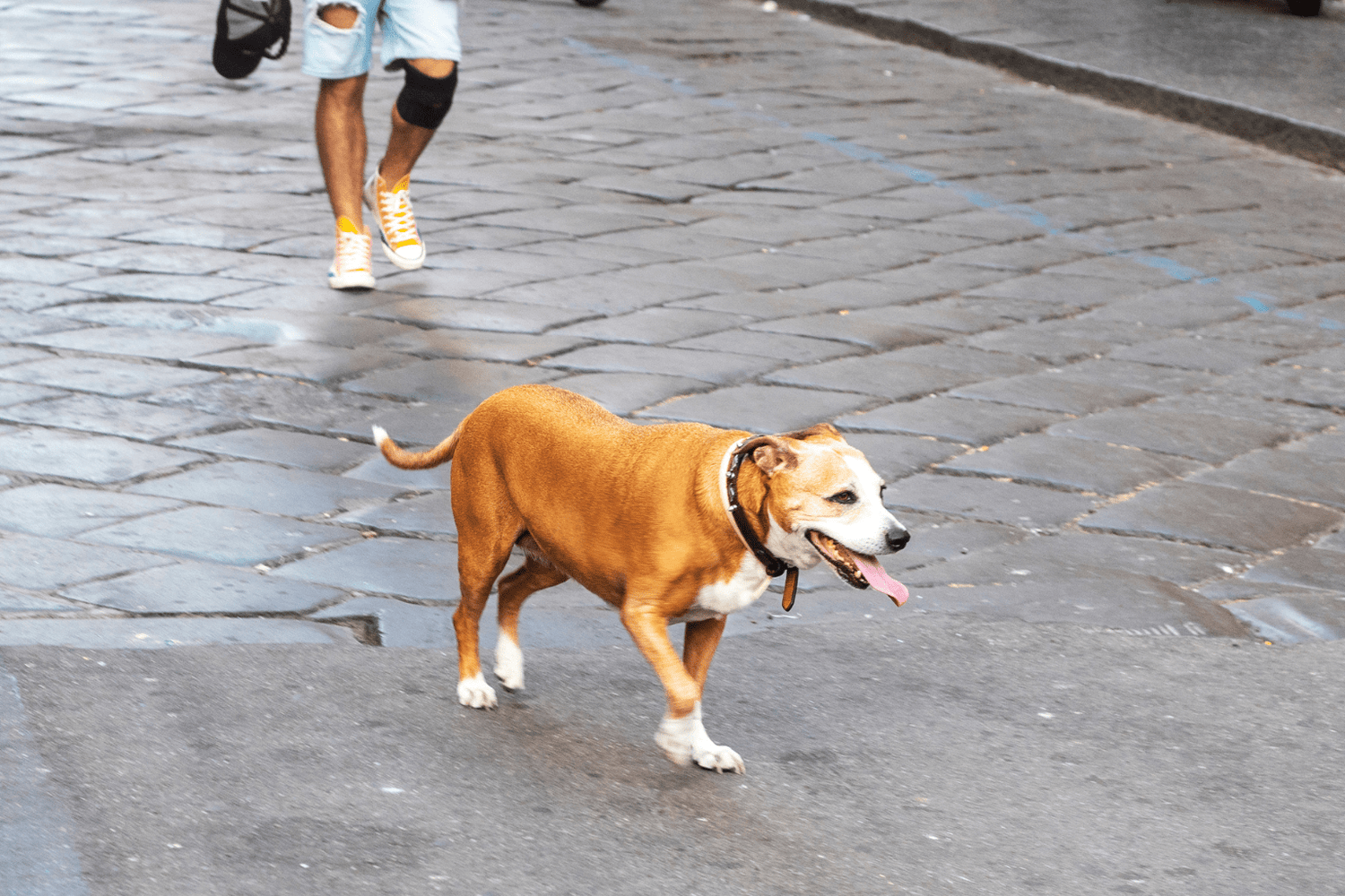 Rescue Pet Remedies: Gentle Stress & Pain Relief