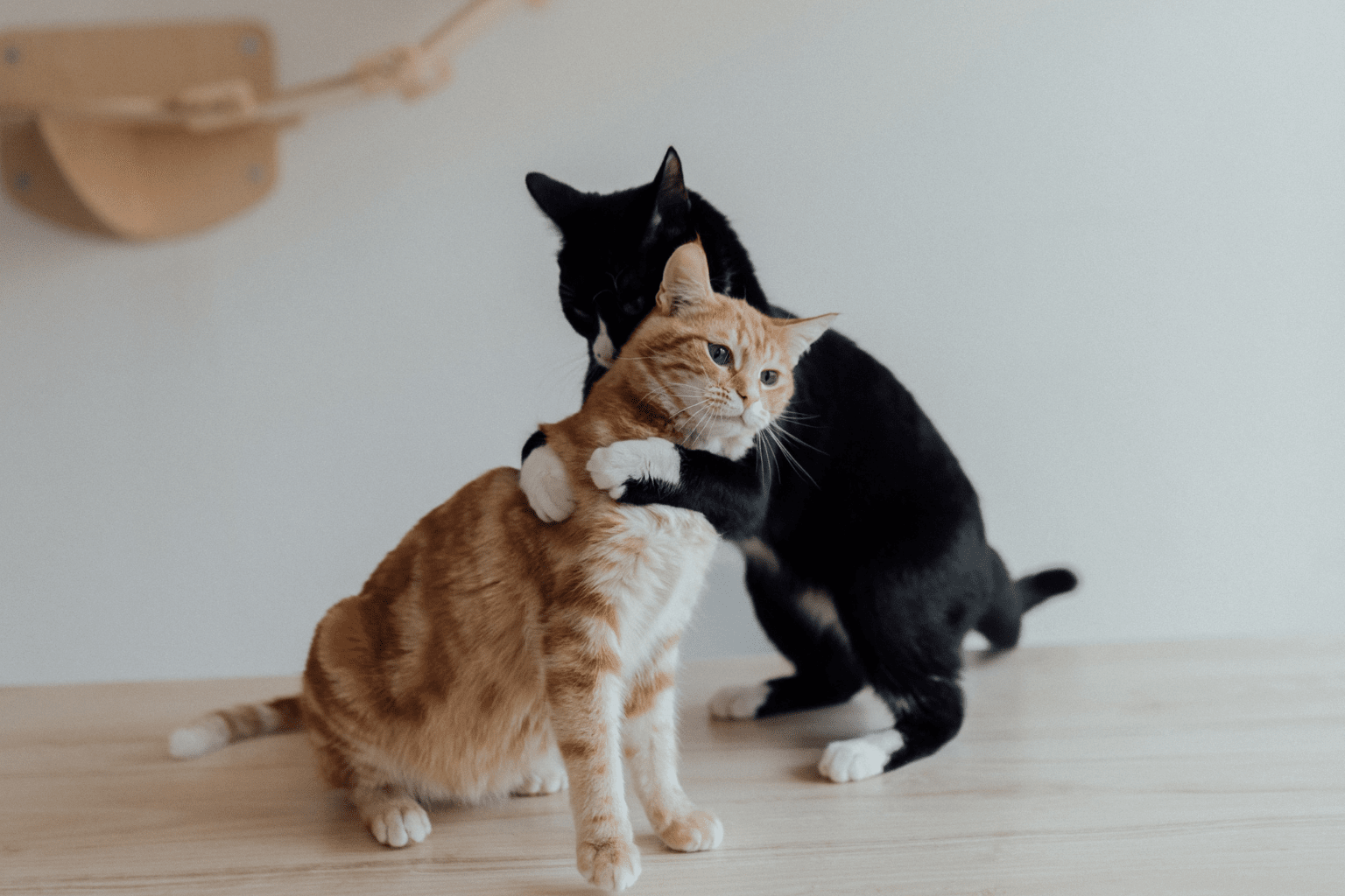 Bonded Cats Guide: Signs, Care & Wellness Tips