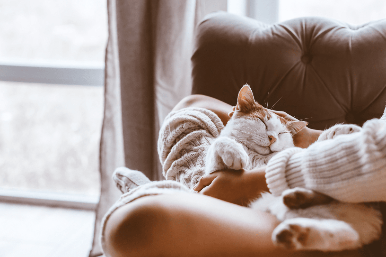 How to Manage Cat Allergy: Natural Relief Guide