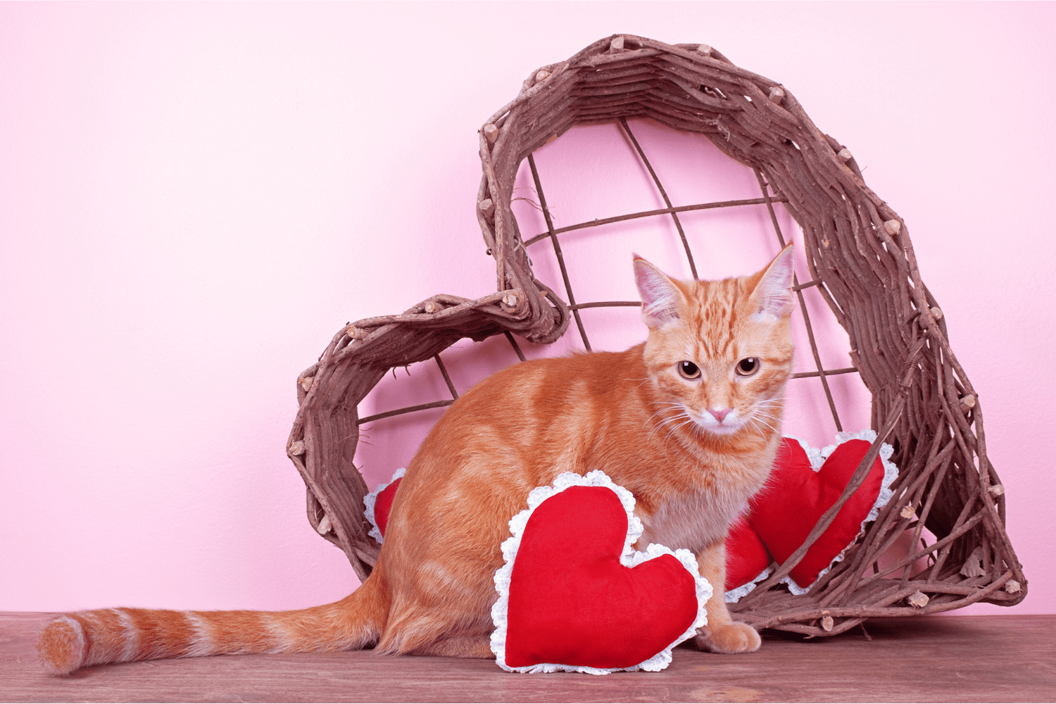 Heart Cats: The Deep Bond & Health Guide for Pet Parents