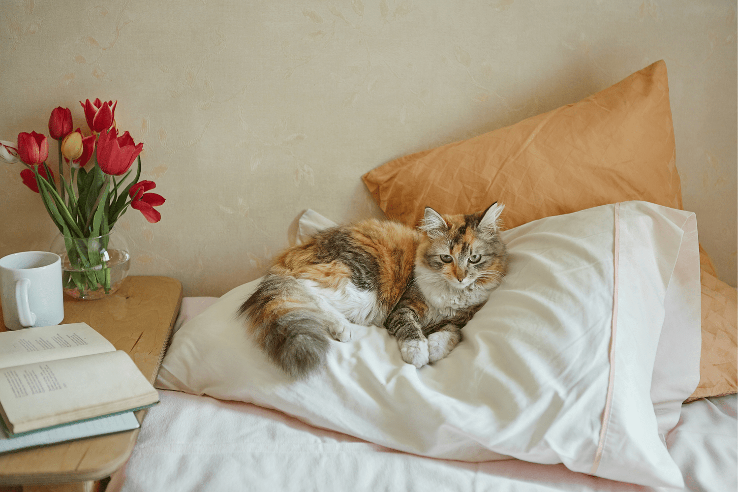 Cat Diarrhea: Natural Relief & When To Worry