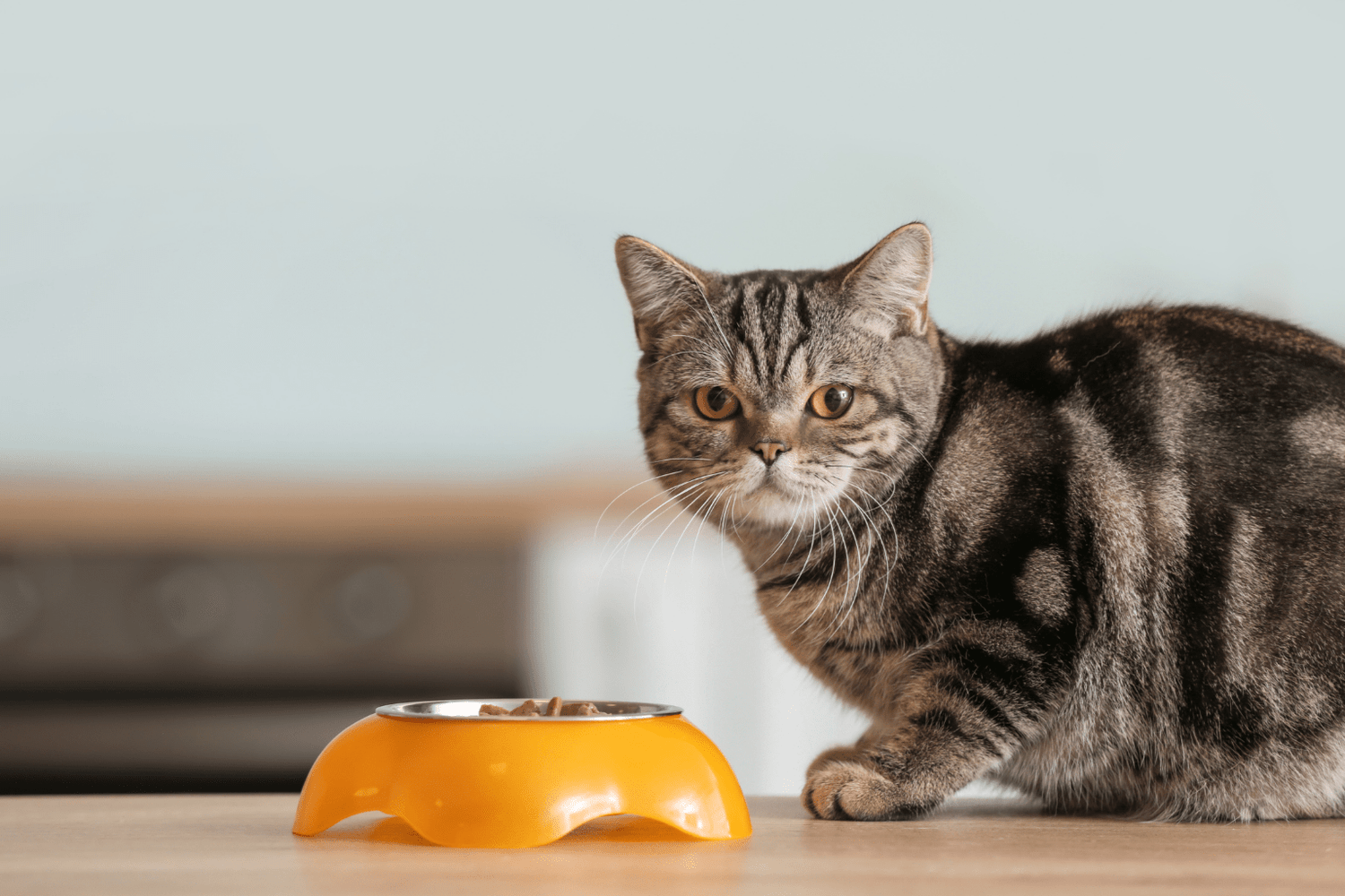 Cat Regurgitation: Natural Solutions & When to Worry