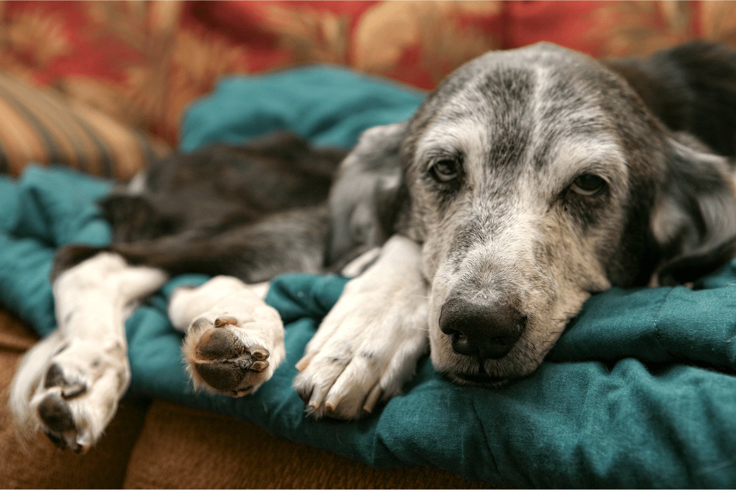 Dog Ailments Skin: Natural Relief Guide for Pups