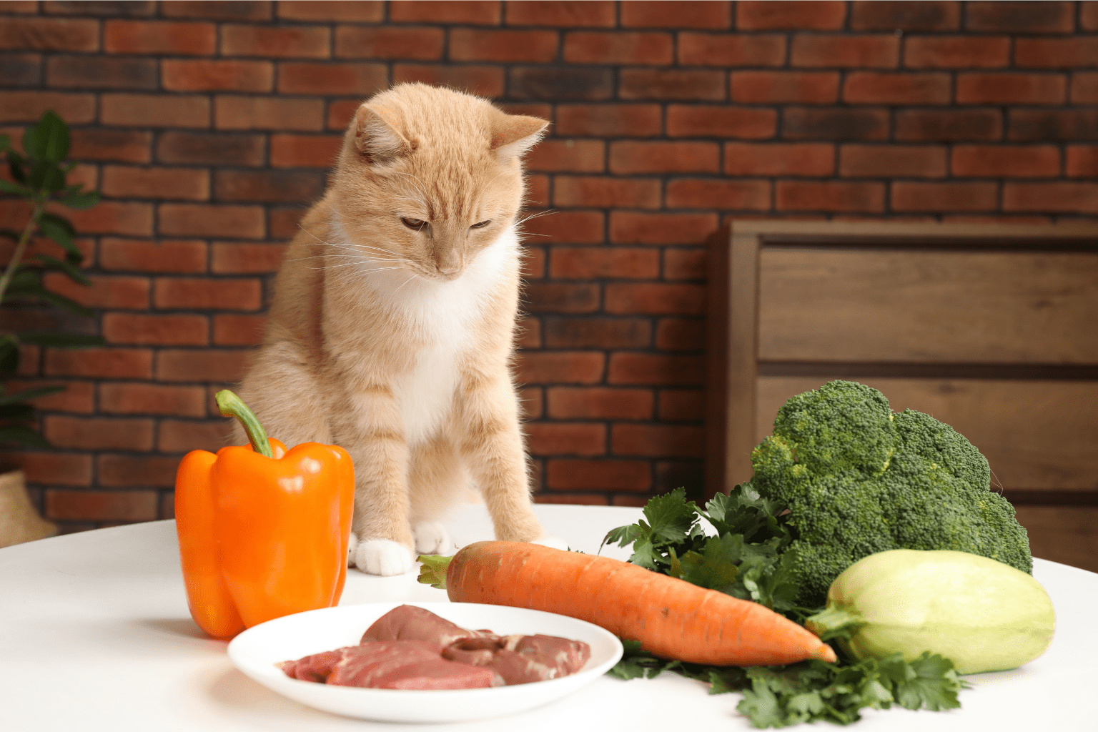 Cat Food Natural Balance Reviews: Real Pet Parent Truths