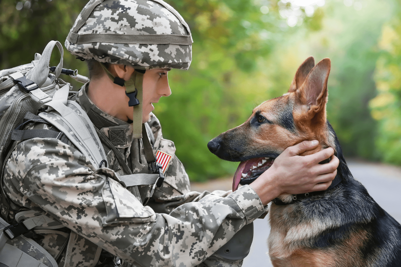 Dog Salute Training: Build Connection & Confidence