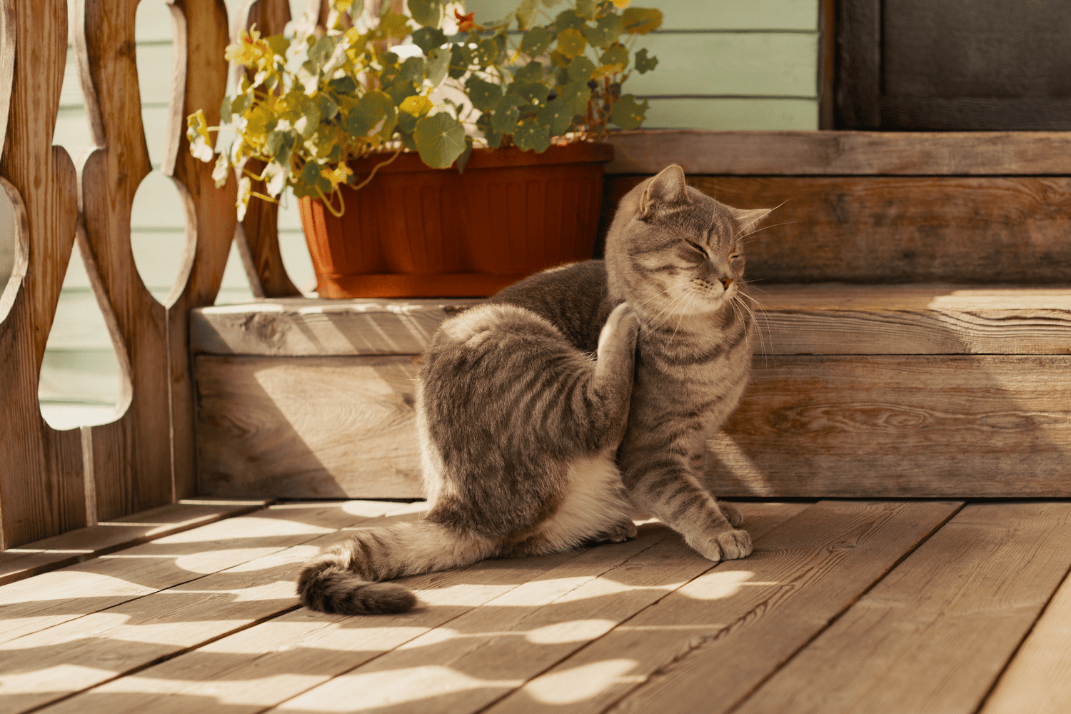 Cat Skin Allergy: Natural Relief Guide for 2025