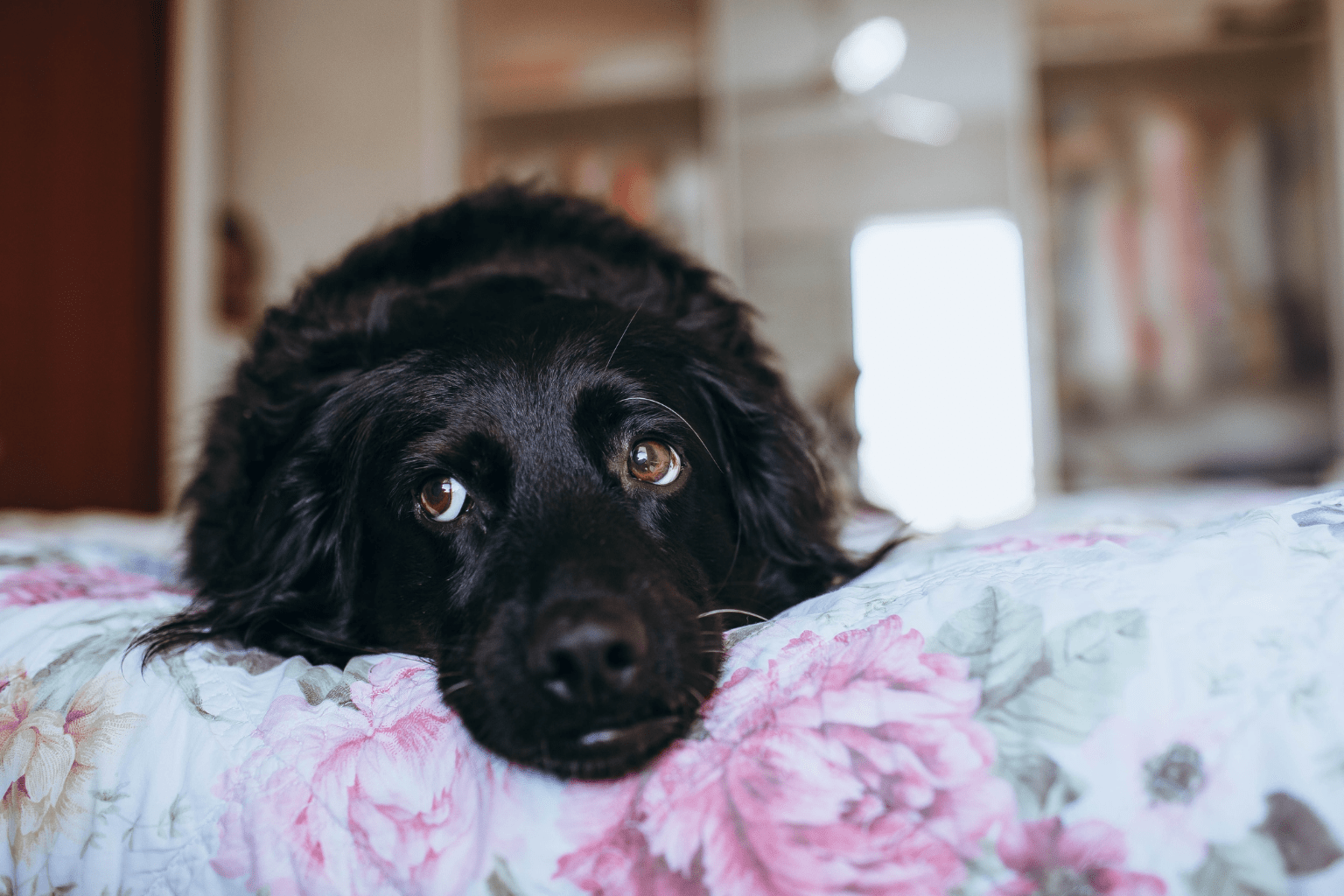 Cholestatic Disease in Dogs: Natural Care Guide