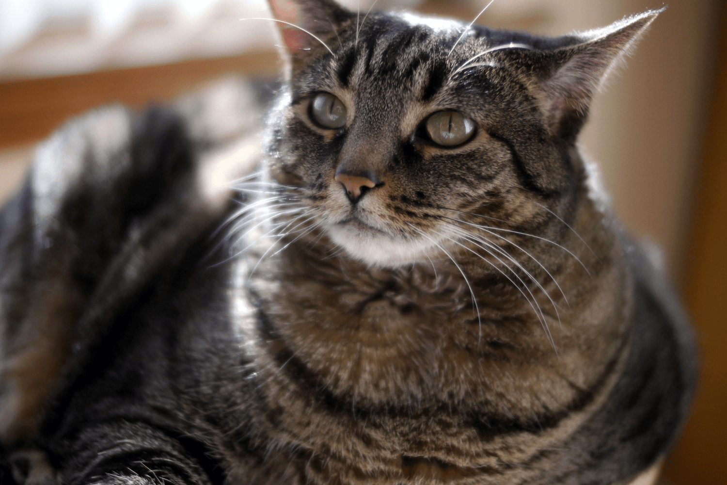 Cat Hyperthyroid Weight Gain Treatment: Natural Guide