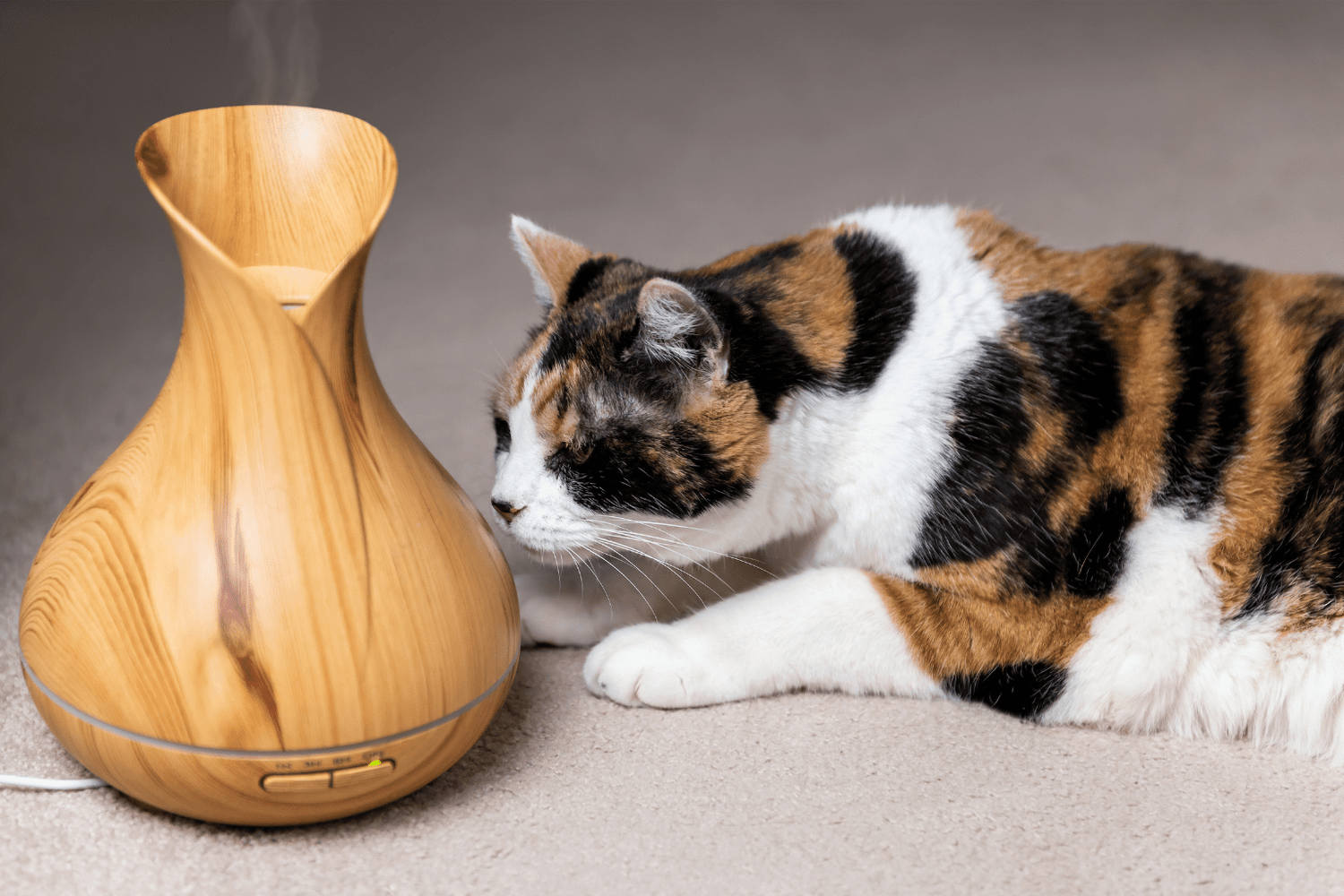 Cat Expert Tips: Natural Wellness for Happy Cats