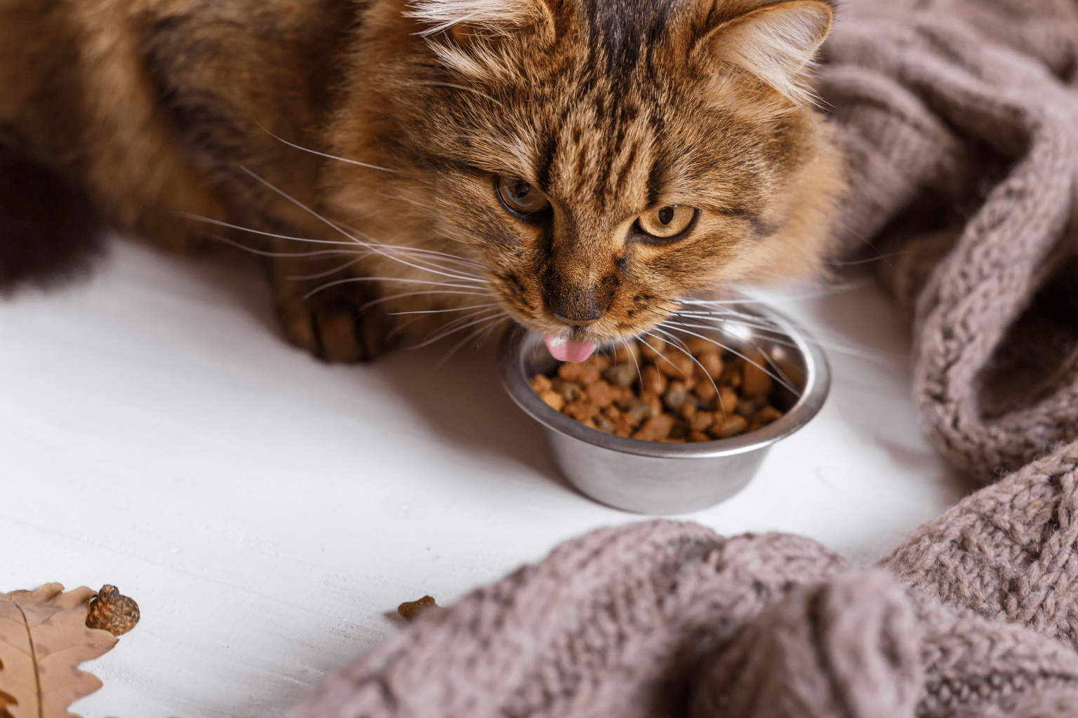 I and Love and You Cat Food Review: Worth It?