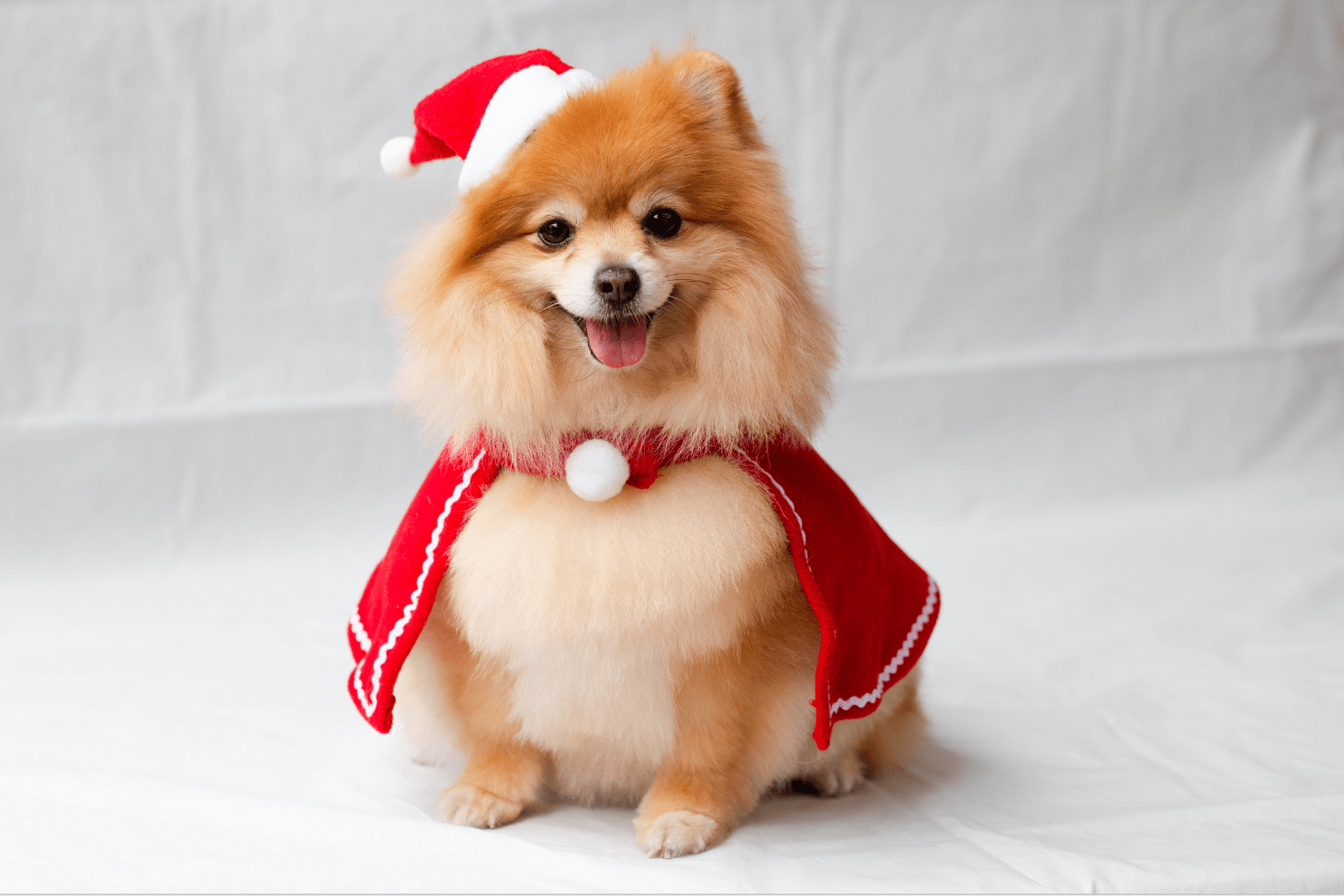 Dog Eyelash Health: Complete Natural Care Guide