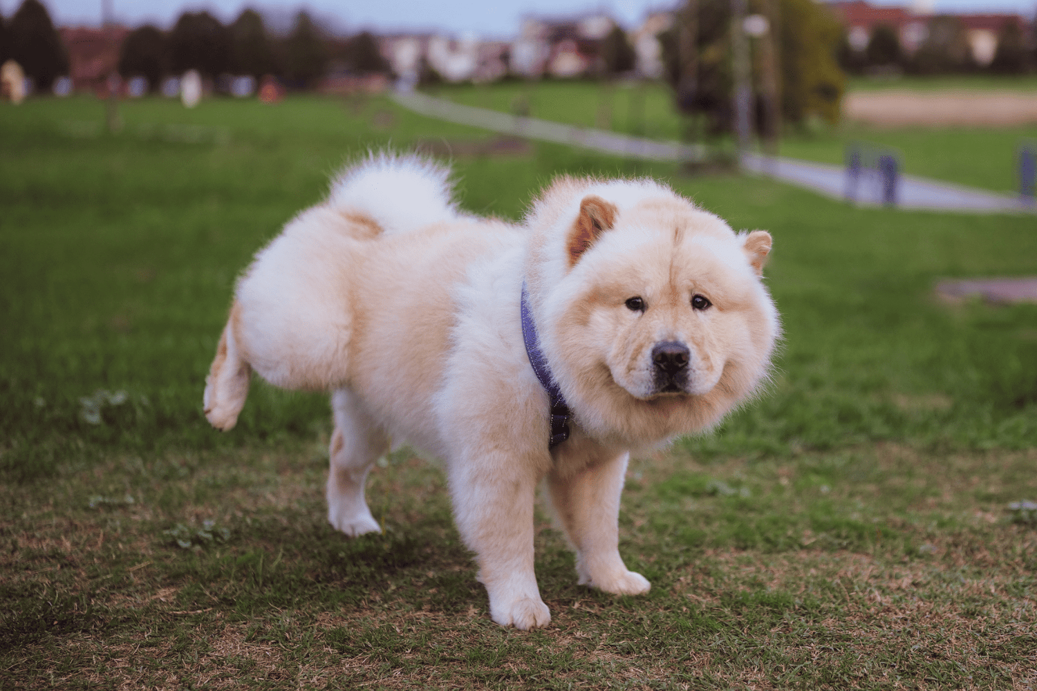 Dog UTI Treatment: Complete Holistic Wellness Guide