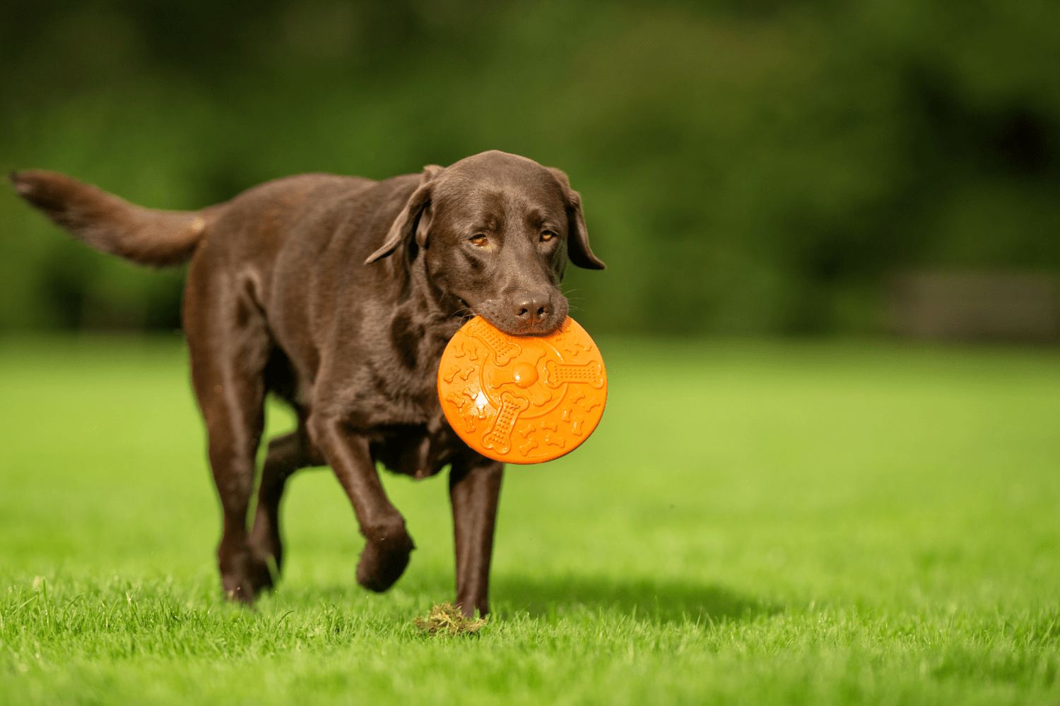 Can Dog Food Grain Free? The Natural Pet Parent Guide